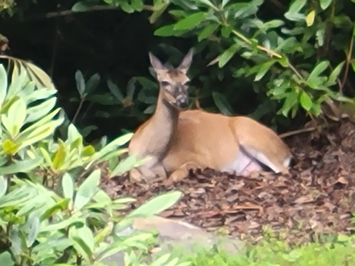 A woodland scene featuring a deer standing among vibrant green foliage and a well-maintained mulch bed. The composition centers on the deer, with the surrounding woods offering a sense of immersion in nature.