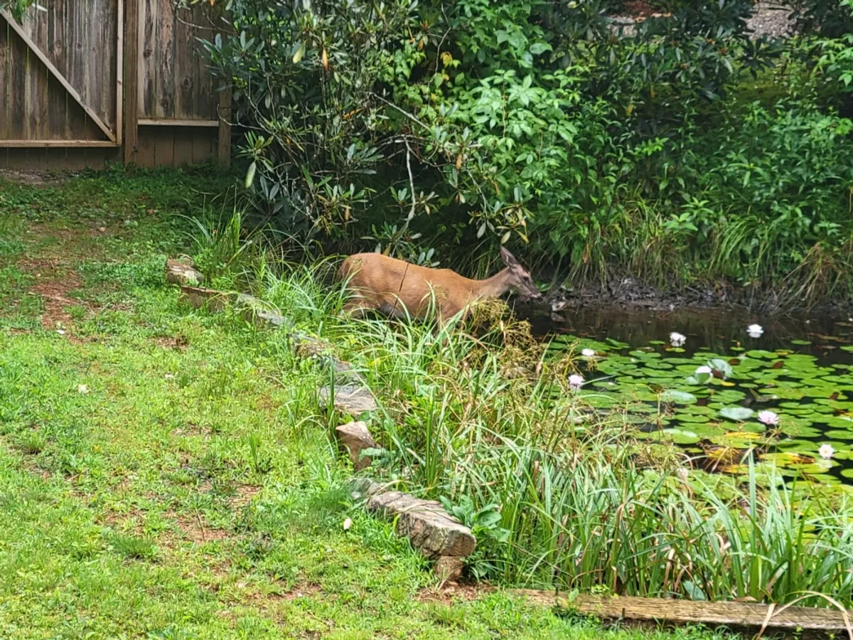 A serene pond scene featuring deer grazing near the water’s edge, with lush greenery and lily pads providing a rich natural setting. The image evokes peace and connection with wildlife, suggesting the possibility of spotting animals while relaxing by the pond.