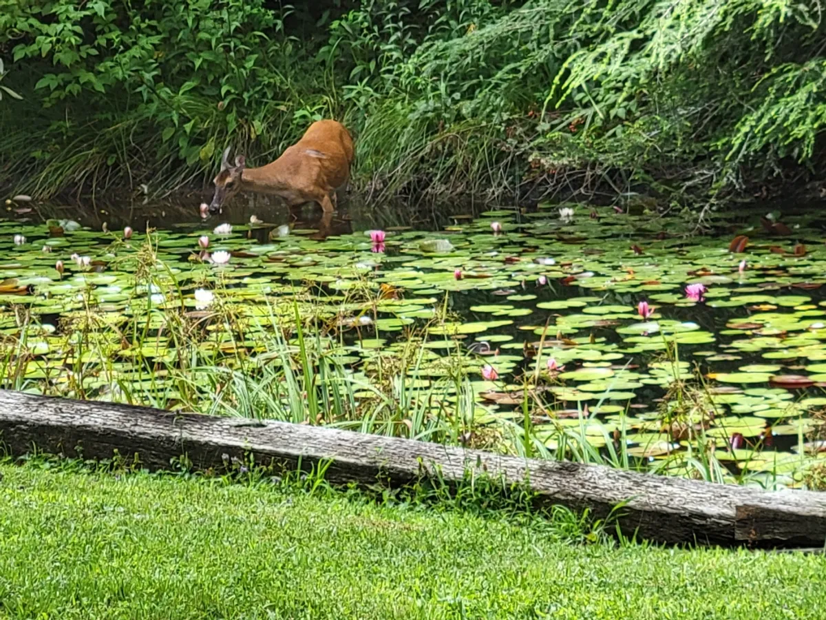 A peaceful pond bordered by water lilies and vibrant greenery, with a deer caught mid-step at the water's edge. The image radiates tranquility and connection to nature, offering a glimpse of local wildlife in a serene setting.