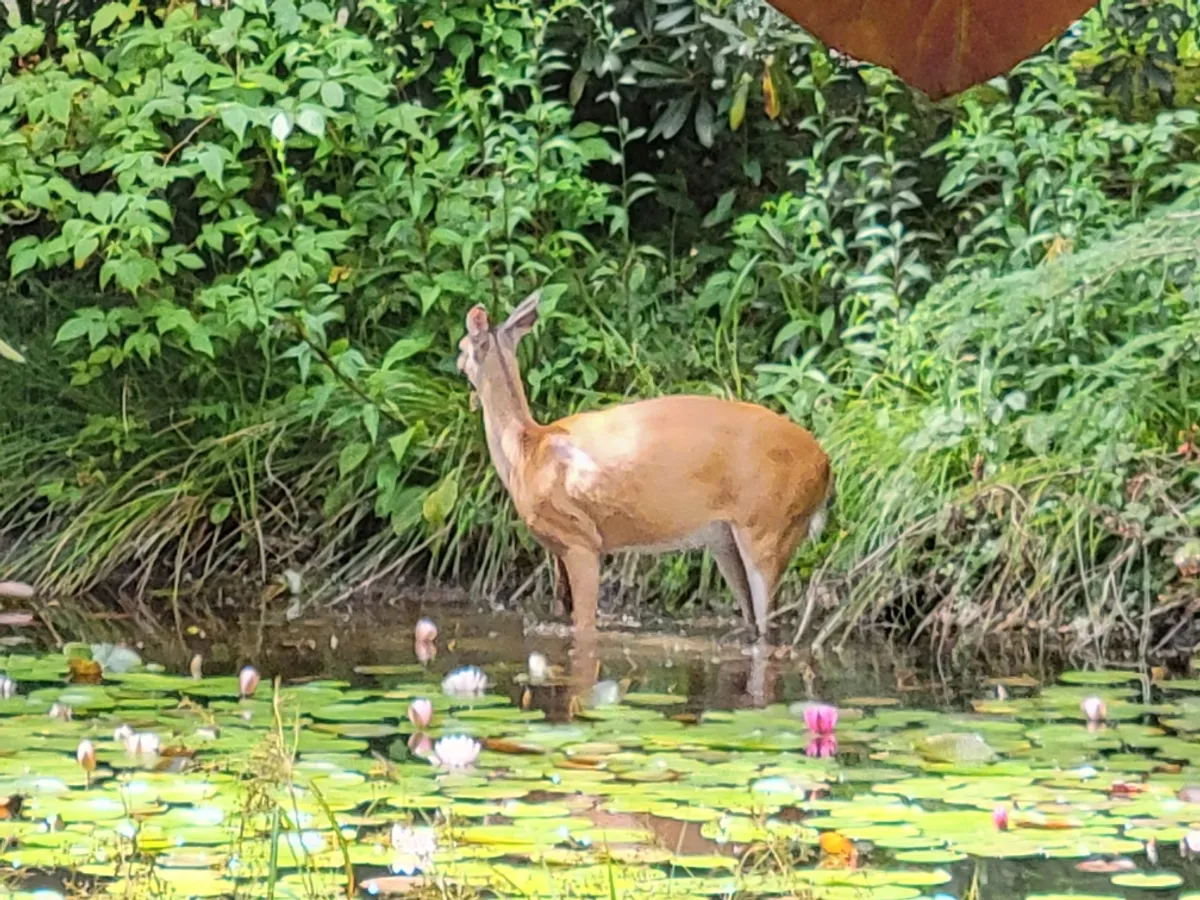A tranquil pond bordered by lush greenery and dotted with lily pads, with a deer standing at the water's edge. The soft light reflects off the water, and the setting exudes peacefulness and stillness, inviting quiet observation and reflection.